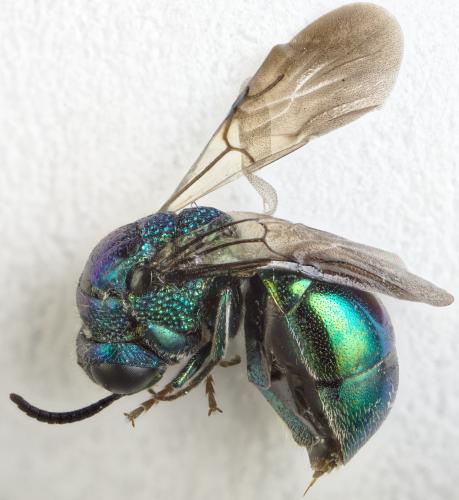 Omalus puncticollis